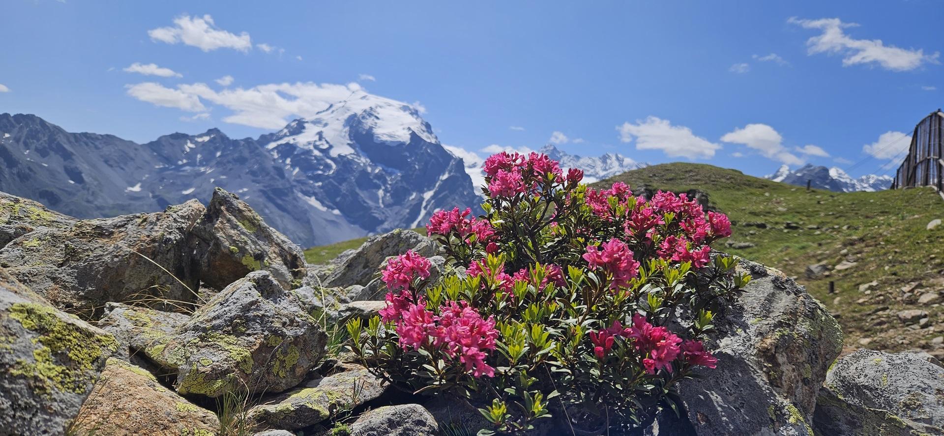 Weitwanderwoche durch Südtirol mit Hotel-Komort und Gepäckstransport: Vom Reschensee durch das Vintschgau bis zum König Ortler